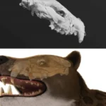 Discover the full skull of ancient hunter animal in Egypt