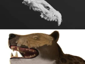 Discover the full skull of ancient hunter animal in Egypt